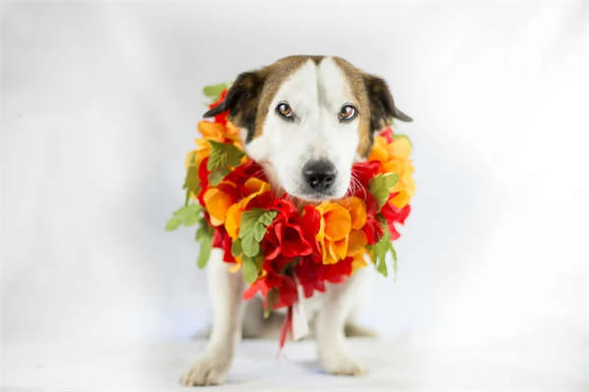 Xpeng VLA 2.0: How This New Self-Driving Tech Beats Tesla FSD