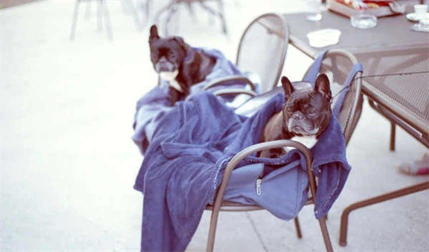 RC Car Handbag: The Ultimate Fashion & Fun Accessory